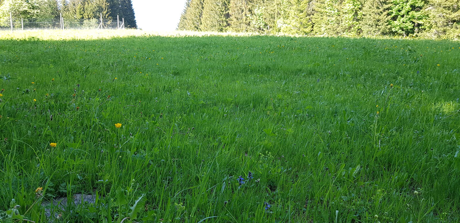 Green alpine meadow in summer