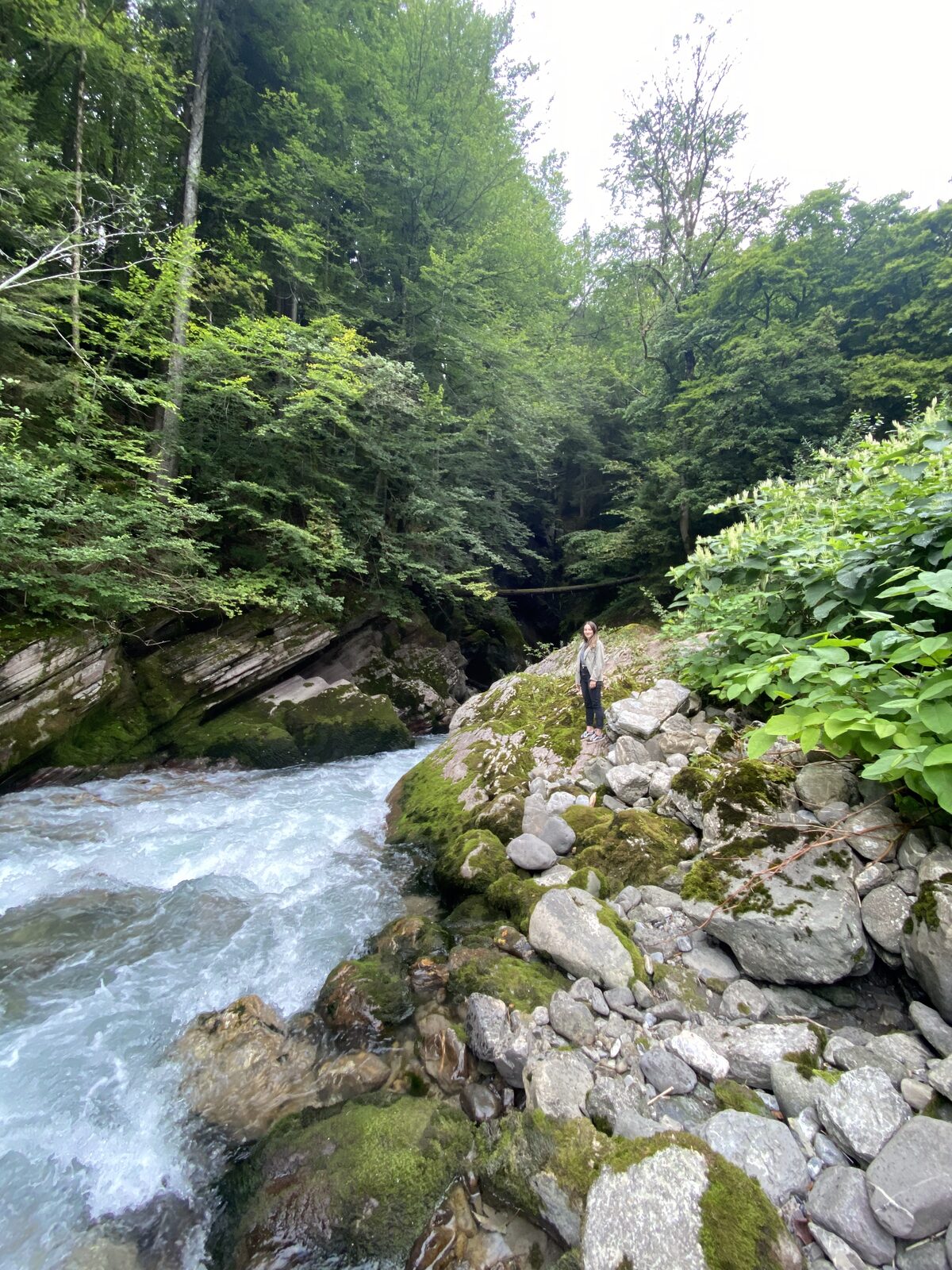 A mountain stream through the forest