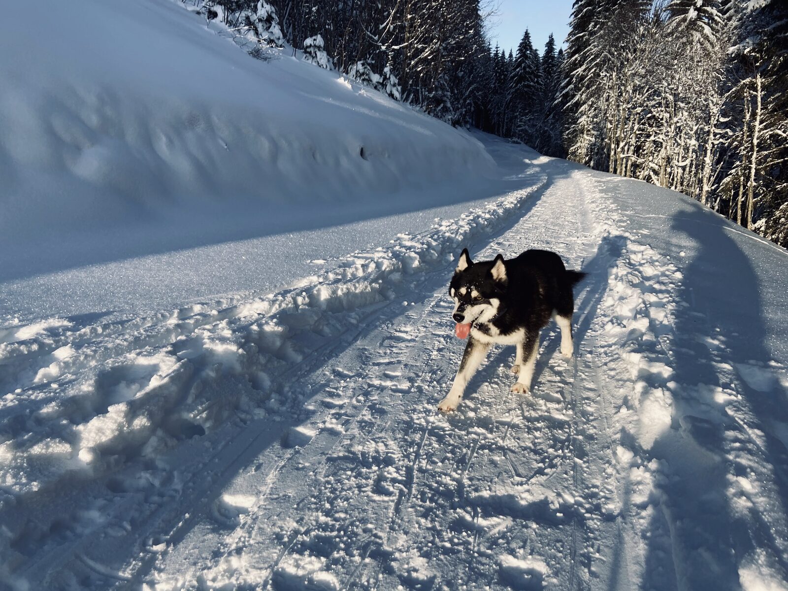 The family dog on a snowy trail