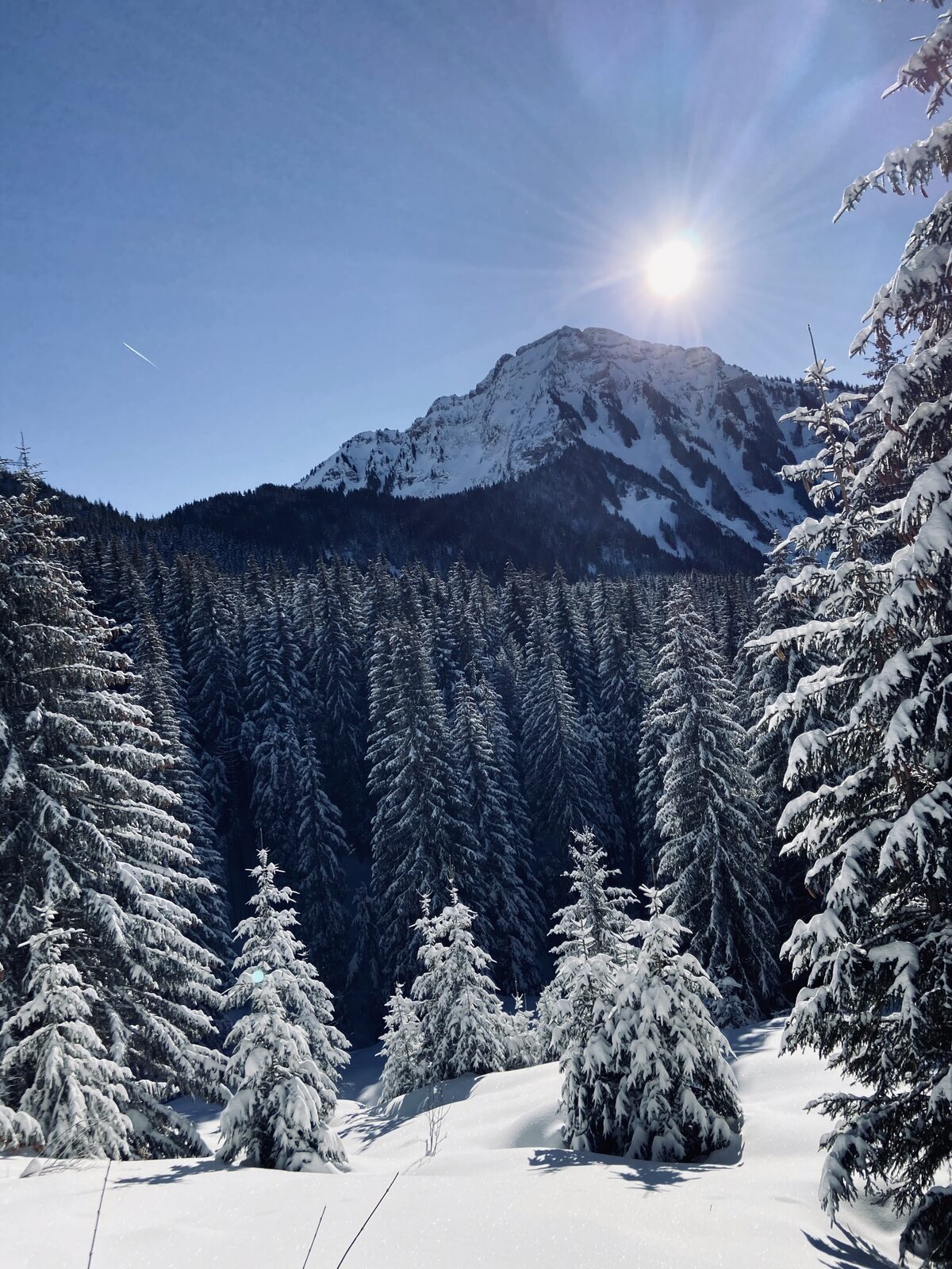 Snow-covered pine forest