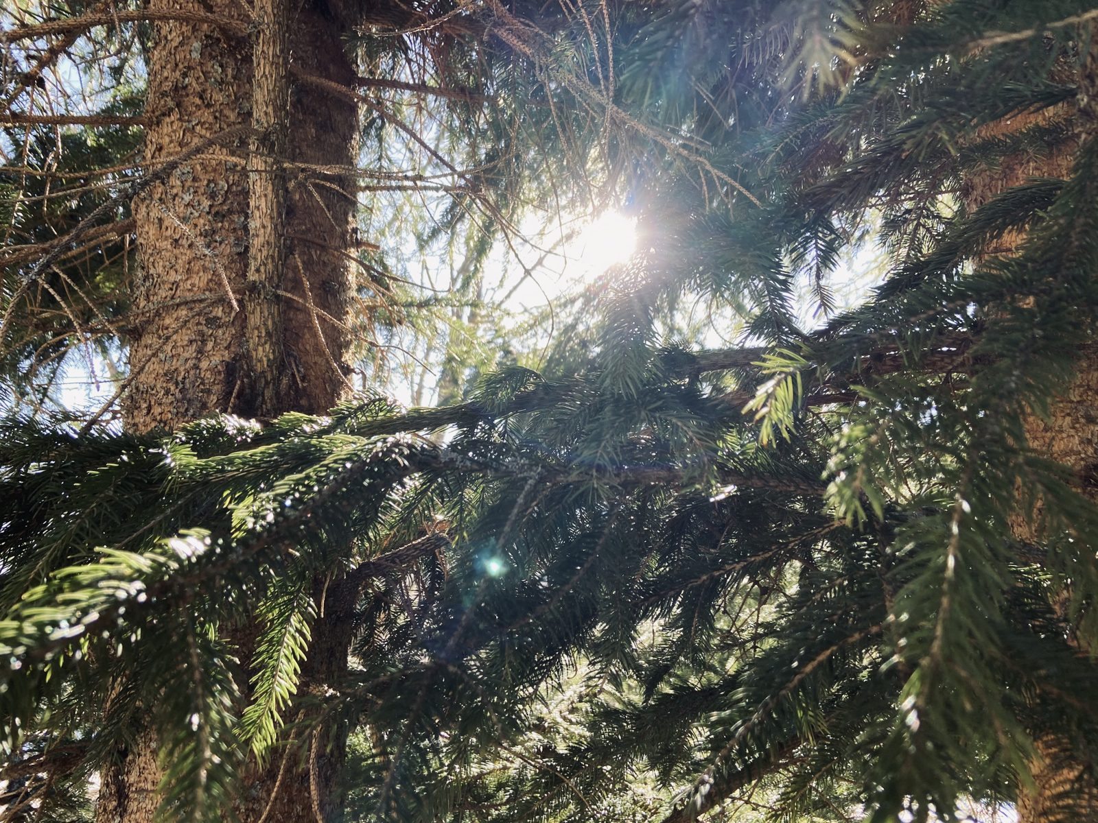 Sunlight through the pines